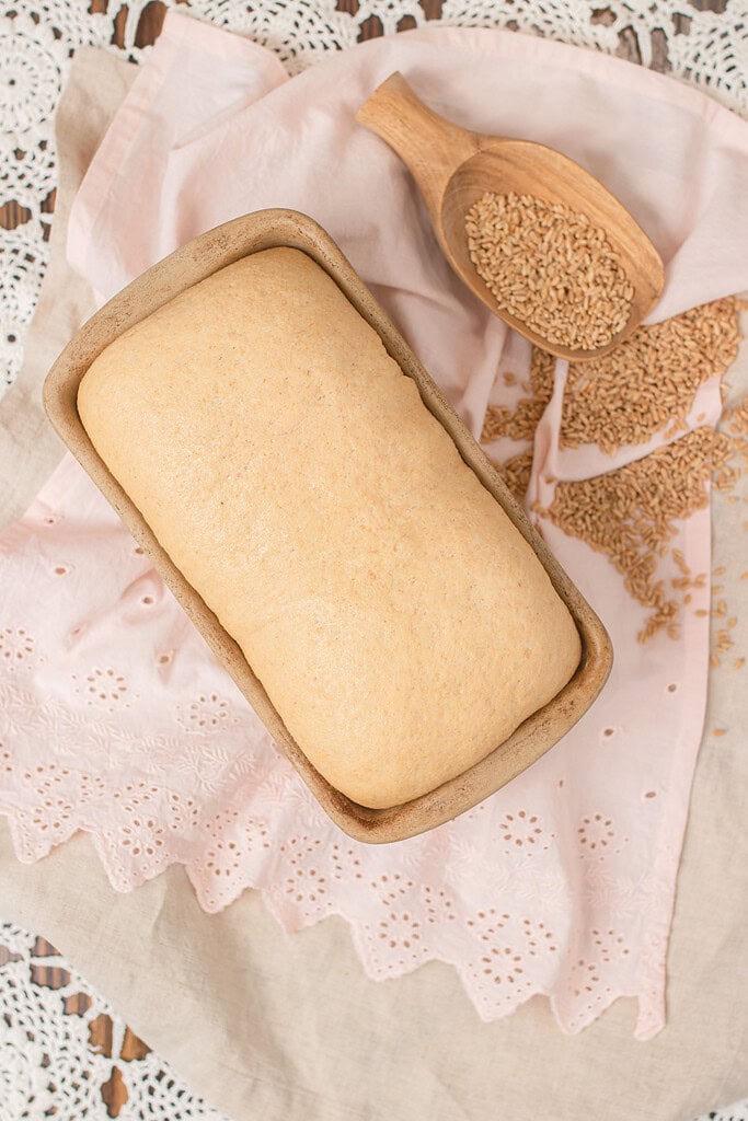 Overhead view of fresh milled sourdough sandwich bread dough fully risen in a stoneware loaf pan, smooth and domed above the rim, beside a wooden scoop filled with whole wheat berries scattered on a pink eyelet linen and crochet lace.