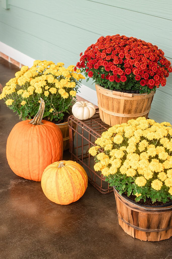 A fall porch vignette with red and yellow mums in bushel basket planters, an orange pumpkin, a small white pumpkin, and a flat orange gourd clustered on a rustic wire crate against a sage green cottage exterior.