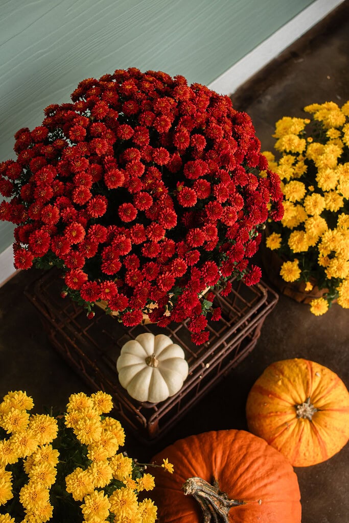 A close-up of a full red mum in a bushel basket on a rustic wire crate with a small white pumpkin tucked beside it, with yellow mums and orange pumpkins surrounding it on a cottage porch.