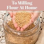 Hands holding hard white wheat berries over a large glass jar labeled Hard White Wheat on a linen cloth with a white lace doily in the background.