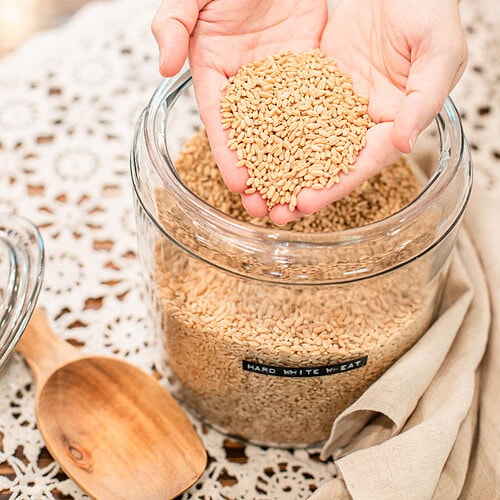 Cupped hands holding hard white wheat berries above a glass jar filled with grain, with a wooden scoop resting on a lace-topped table