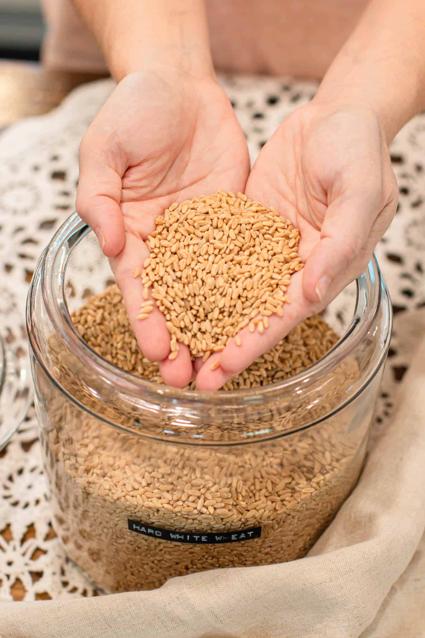 Hands holding a scoop of golden wheat berries over a jar.