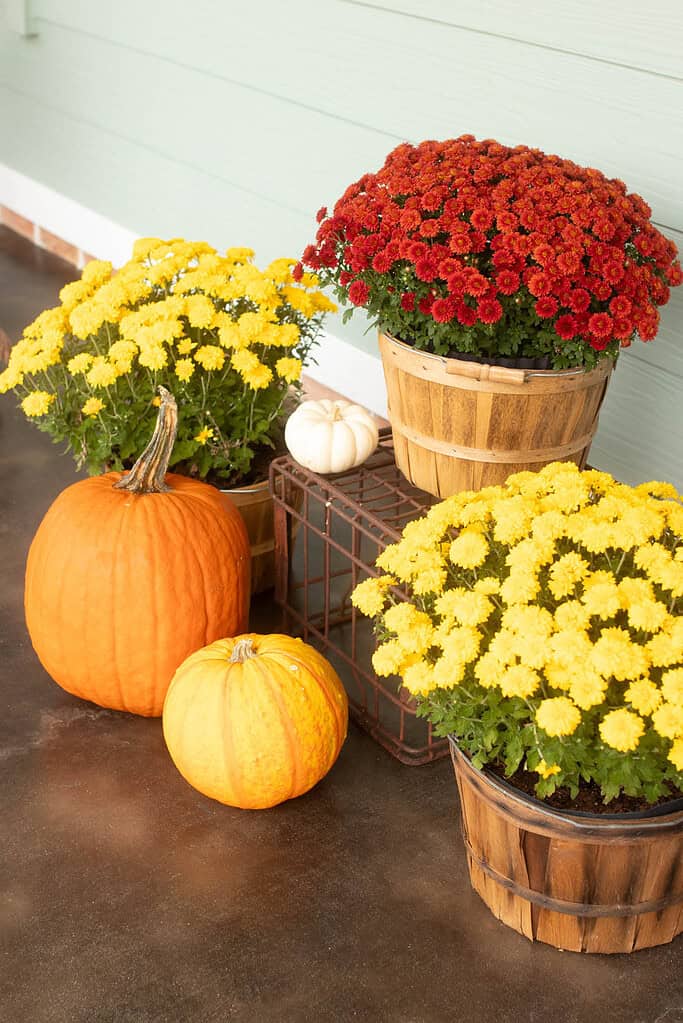 Cozy fall porch display with yellow and red mums in wooden baskets, orange and white pumpkins, and rustic metal accents against a pale green cottage wall.