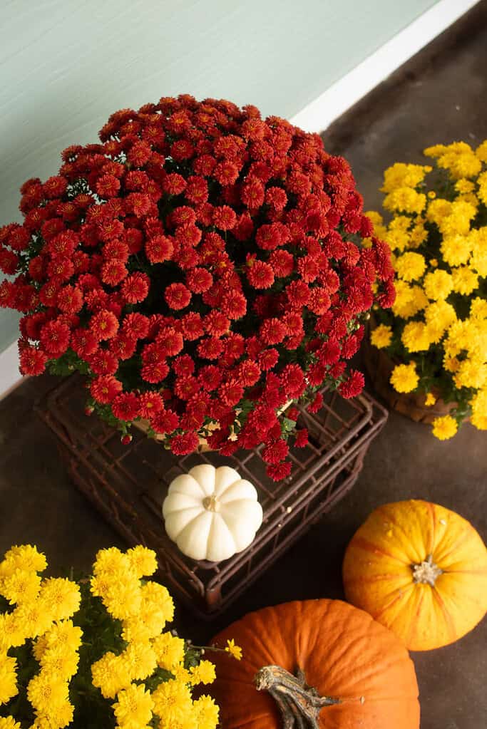 Overhead view of red and yellow mums with white and orange pumpkins on a cottage porch.